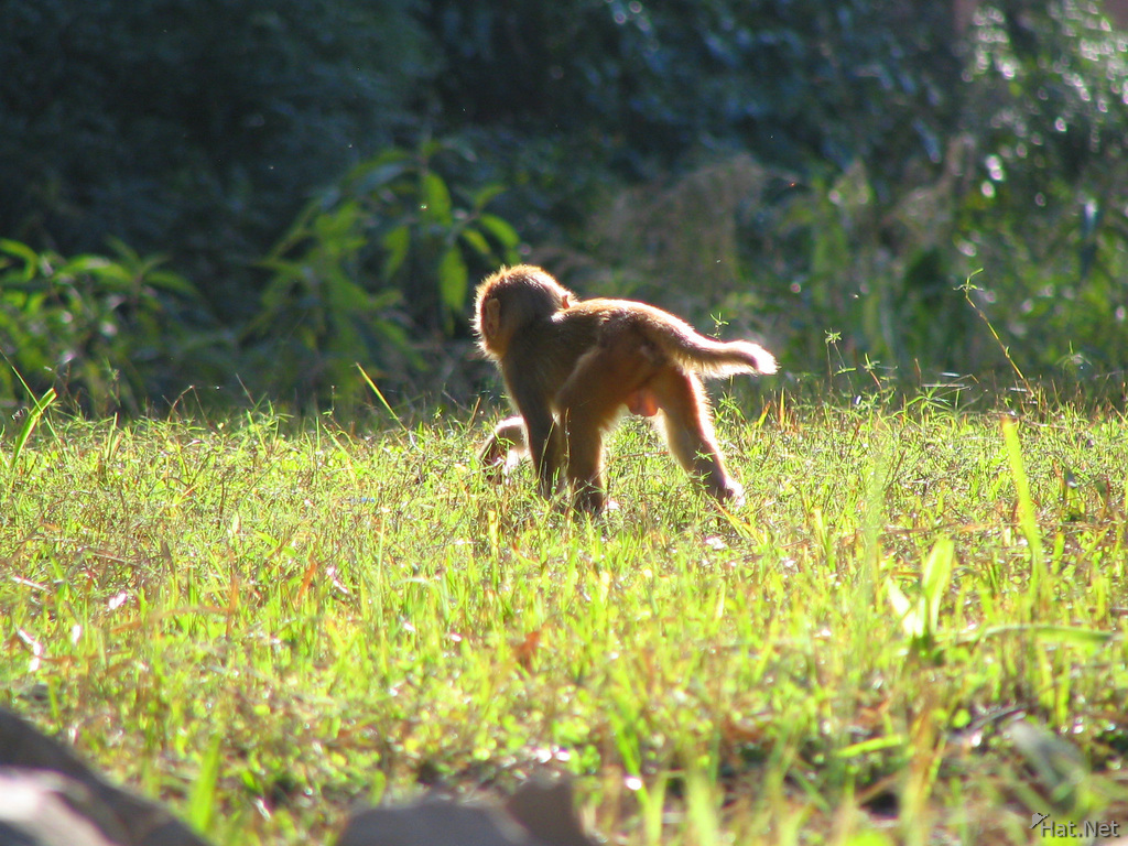 naughty monkey in dhikala