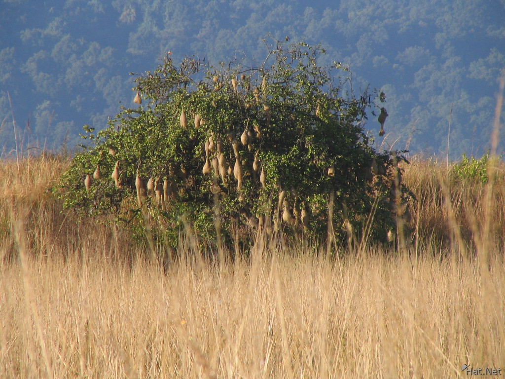 nests of the baya weaver bird