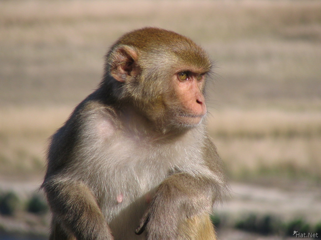 junior monkey king in dhikala