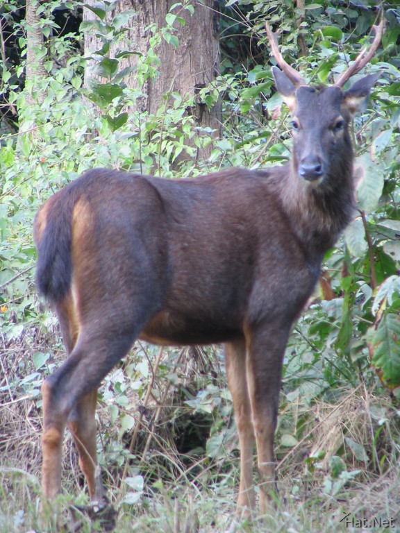 male sambar deer