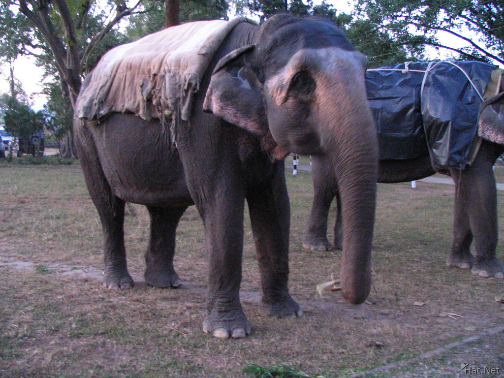 elephants in dhikala