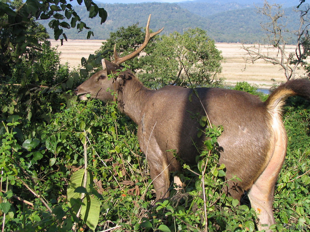 sambar deer in dhikala