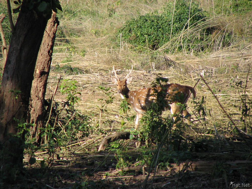 spotting spotted deer