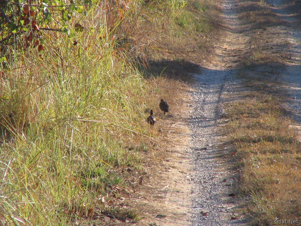 jungle pheasants