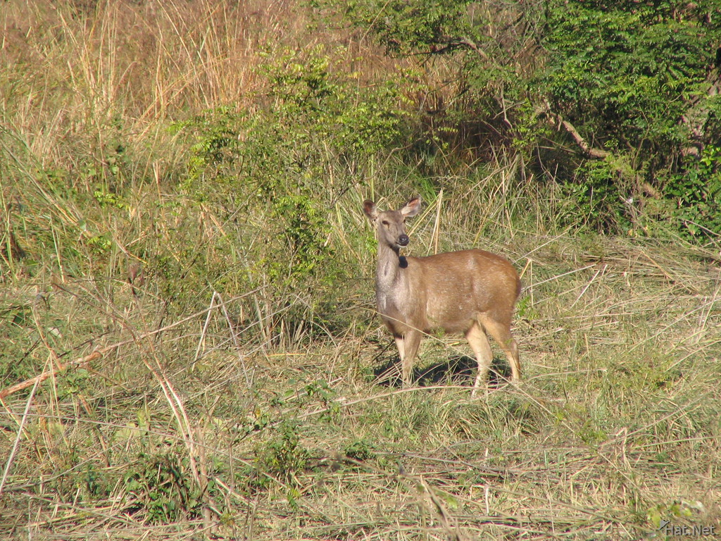 female sambar deer
