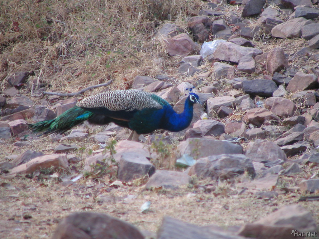 peacock at ranthambhore