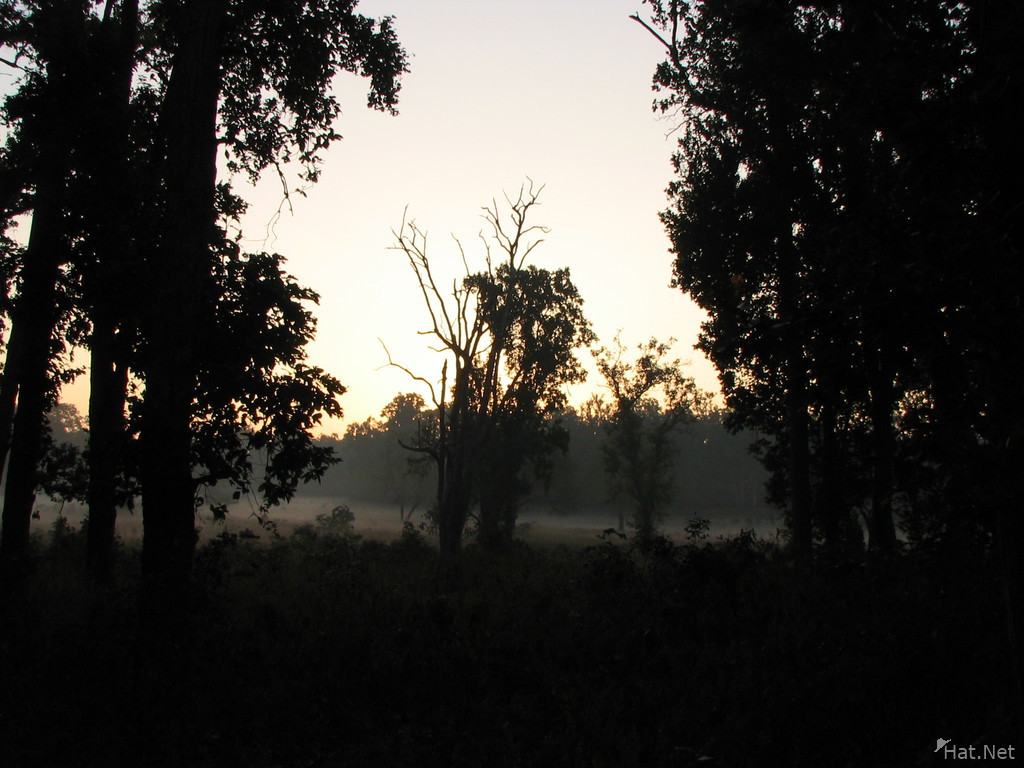 morning at kanha national park