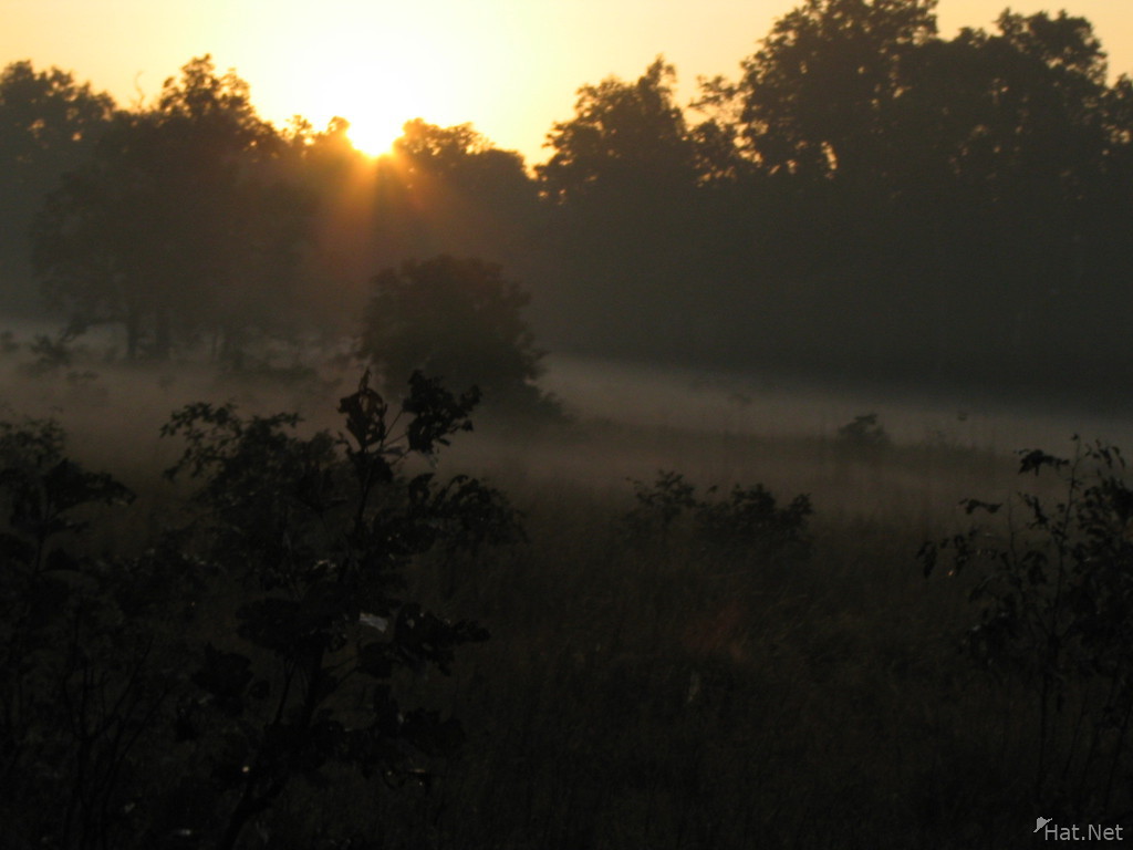 misty morning at kanha national park