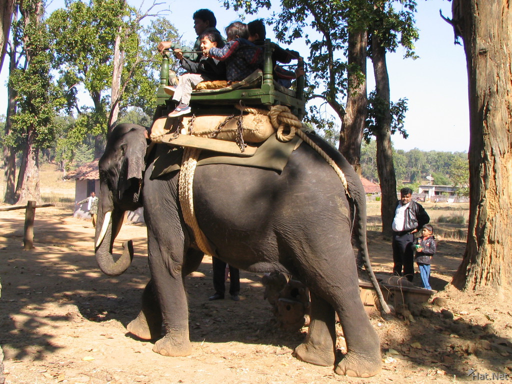 elephants and kids