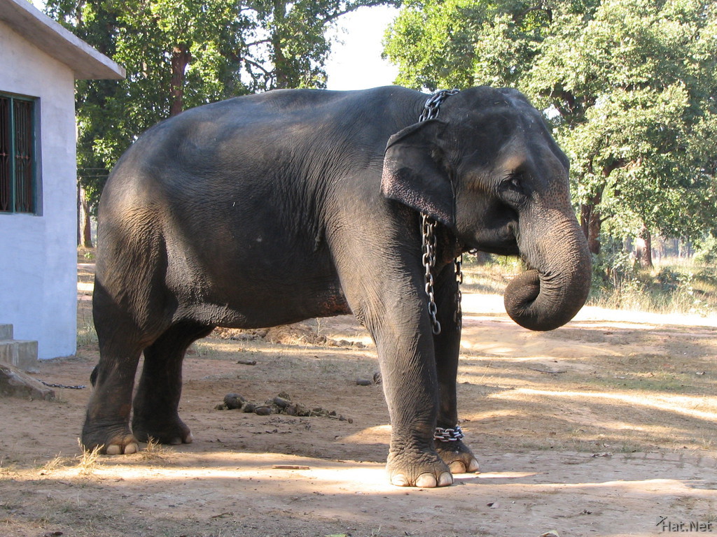 chained elephant
