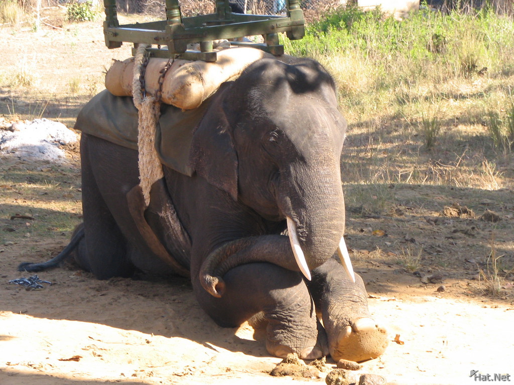 sitting elephant