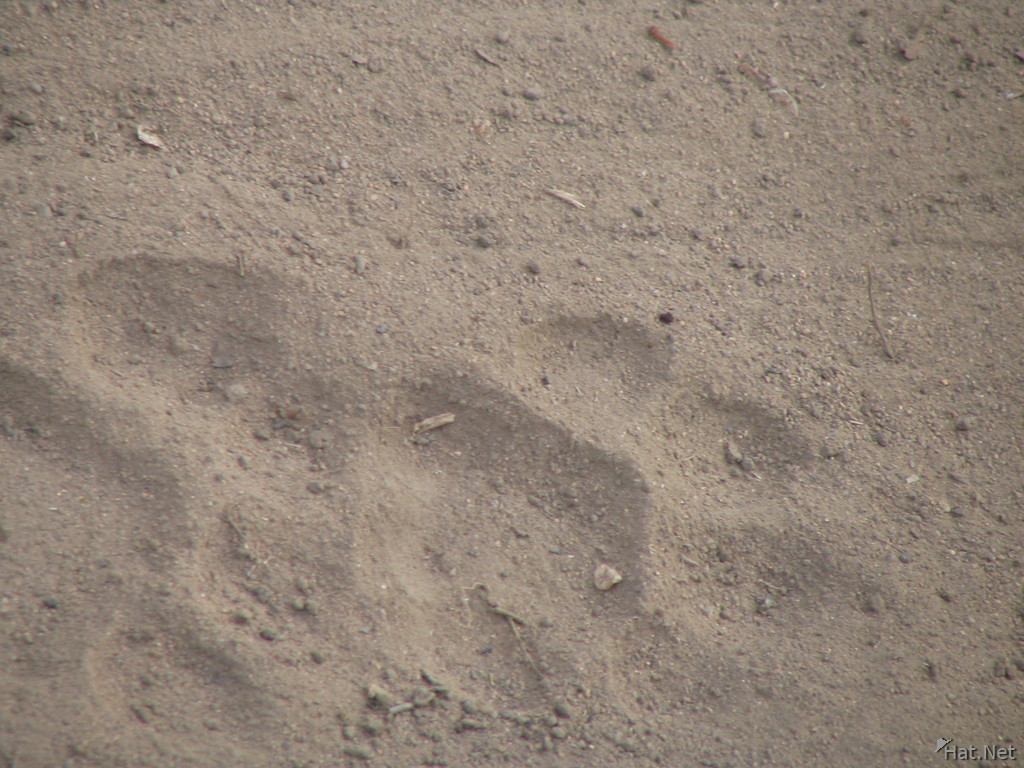 tiger footprints