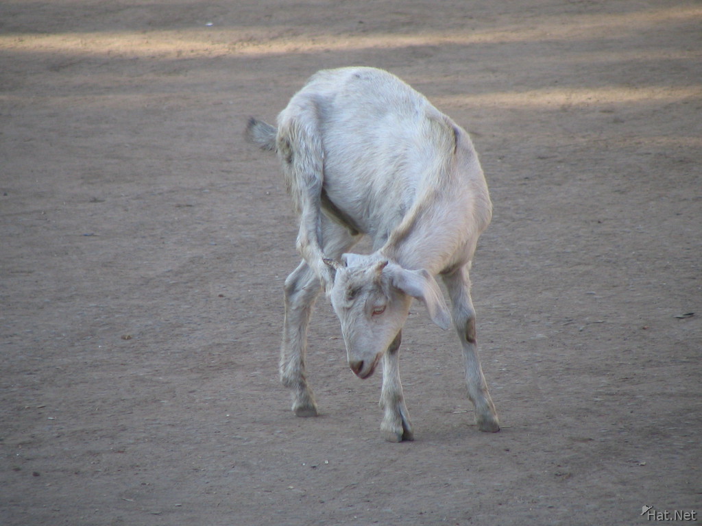 goat scratching its ear at kanha