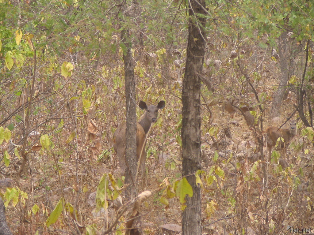female sambar deer