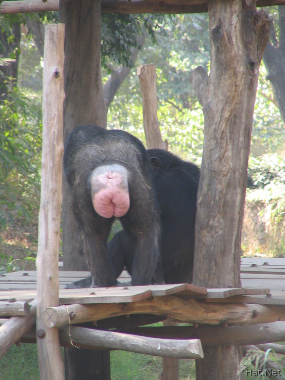 mooning of the chimpanzee