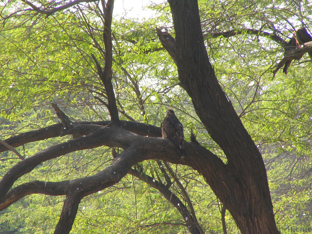 hawk on tree