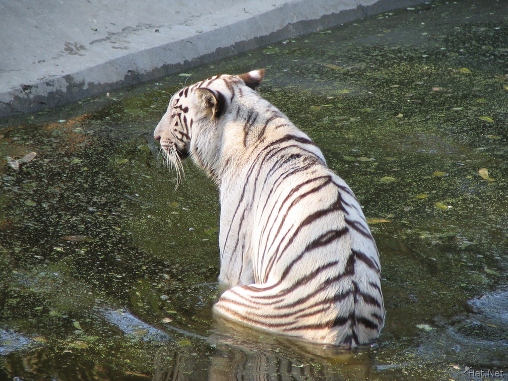 white tiger sitting in river