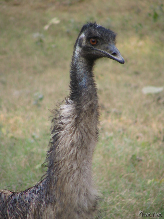 emu like an ostrich