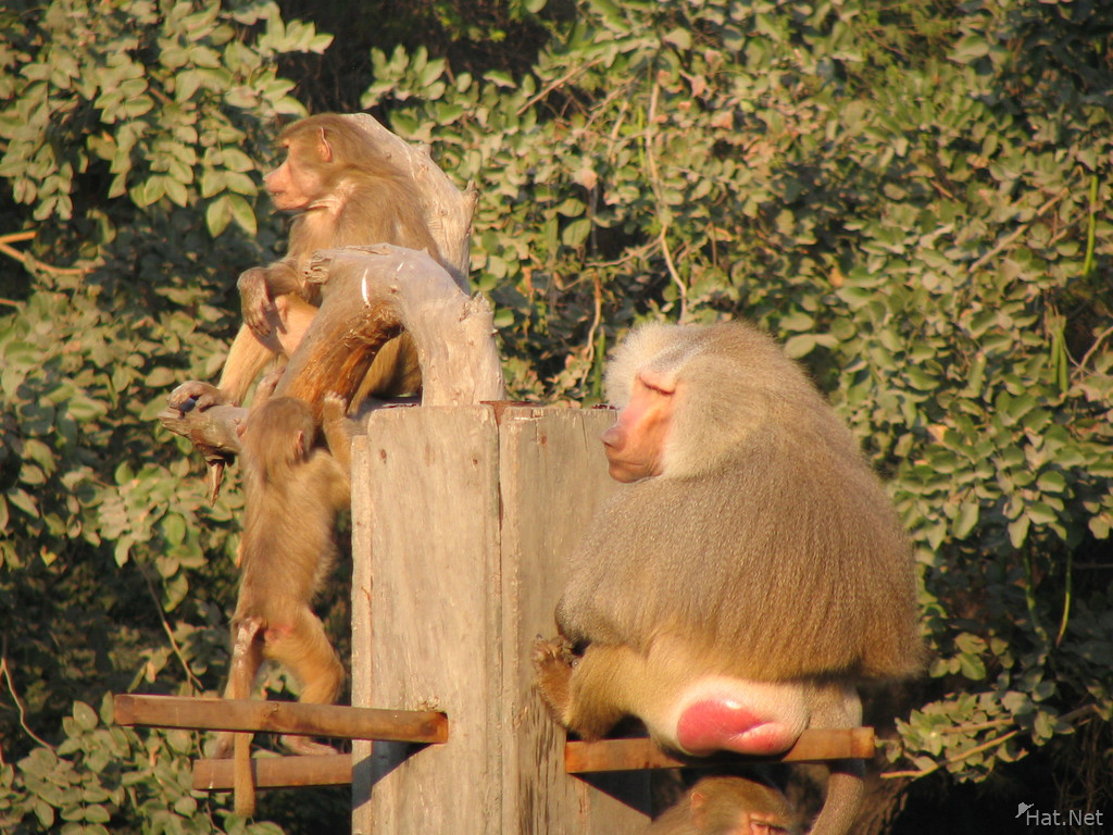 hamadrayas baboon