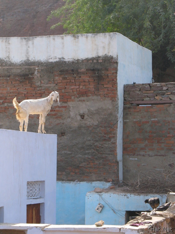 goat on the roof
