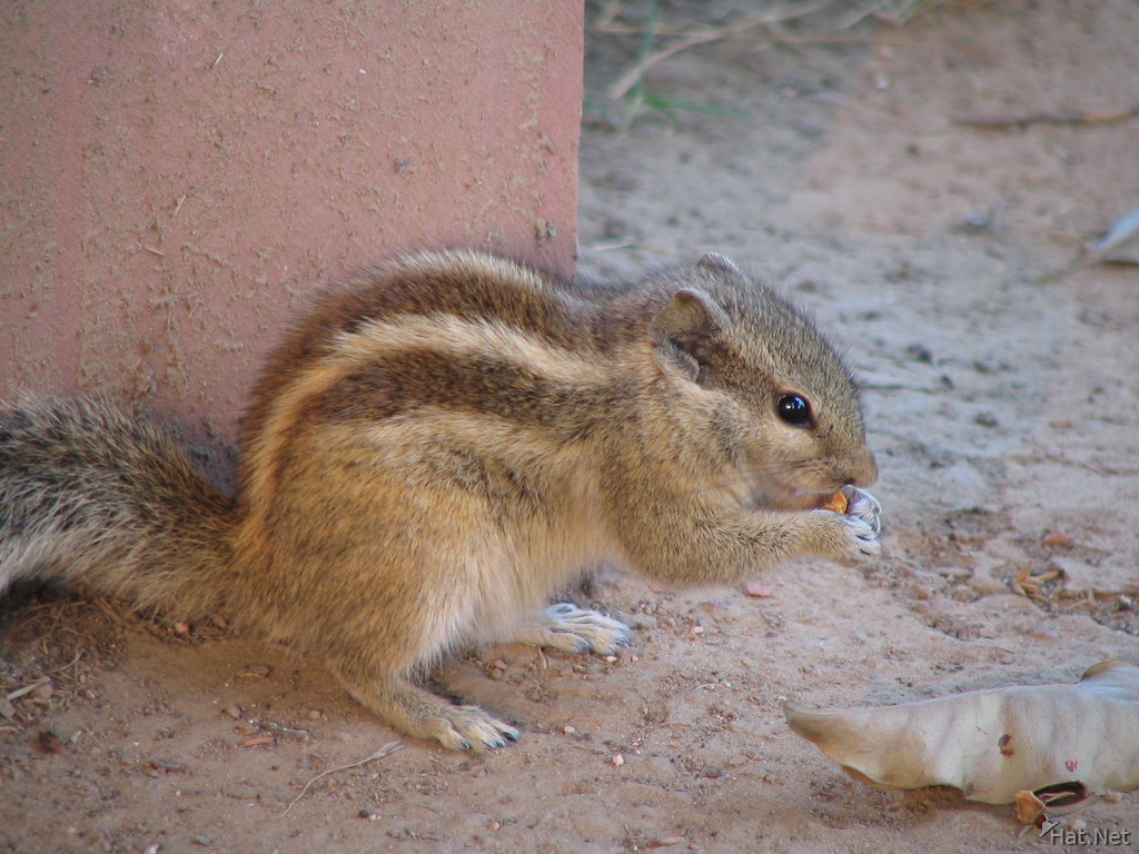 squirrel eating peant