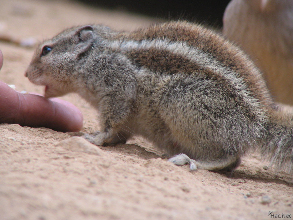 squirrel licking finger at ranthambhore