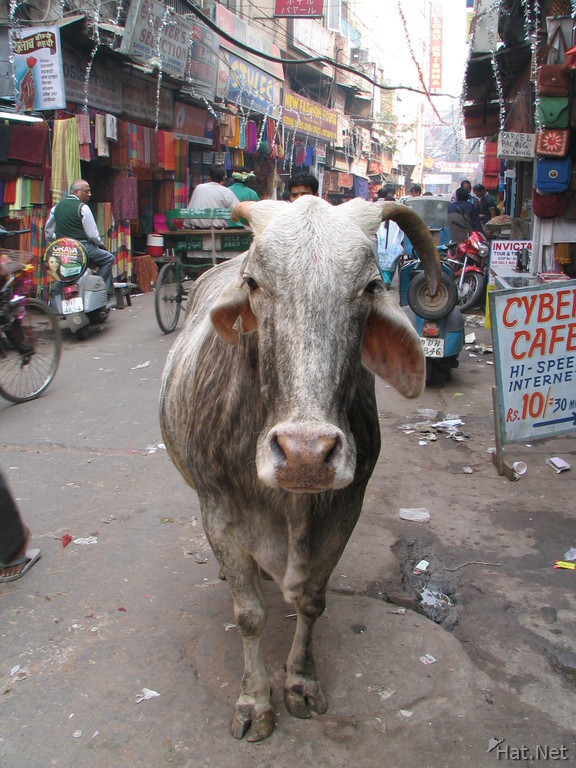 holy cow and cyber cafe in main bazar