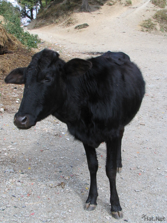 holy black cow in nainital