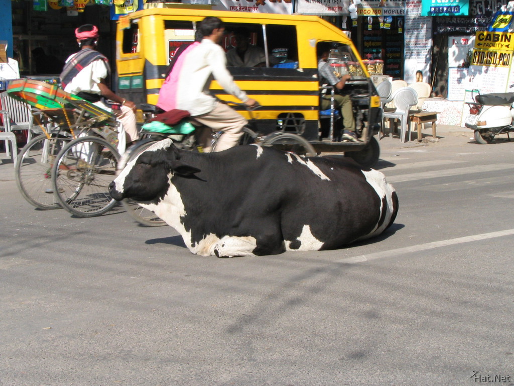 traffic control milk cow