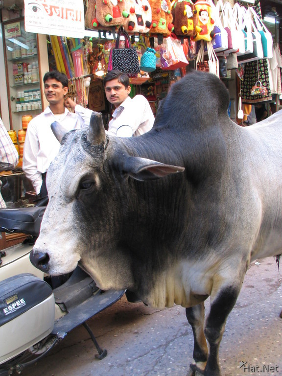 holy cow in bazzar