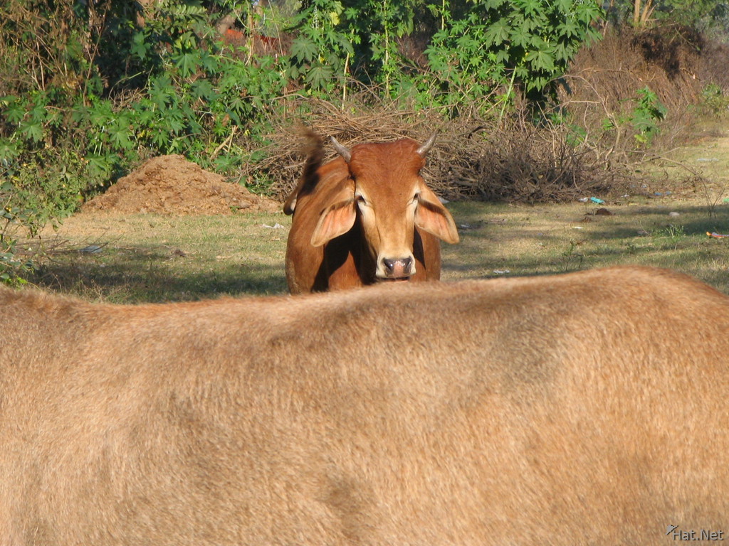holy brown cow in haridwar