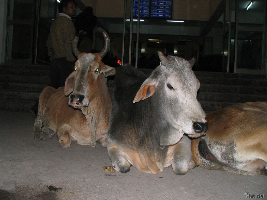 cow at haridwar train station
