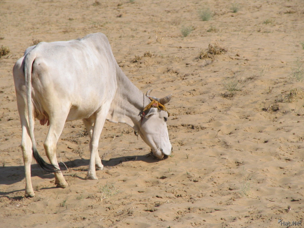 holy cow of bikaner desert