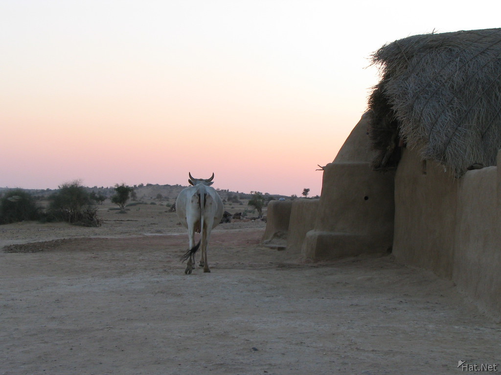 behind of a cow in the thar desert
