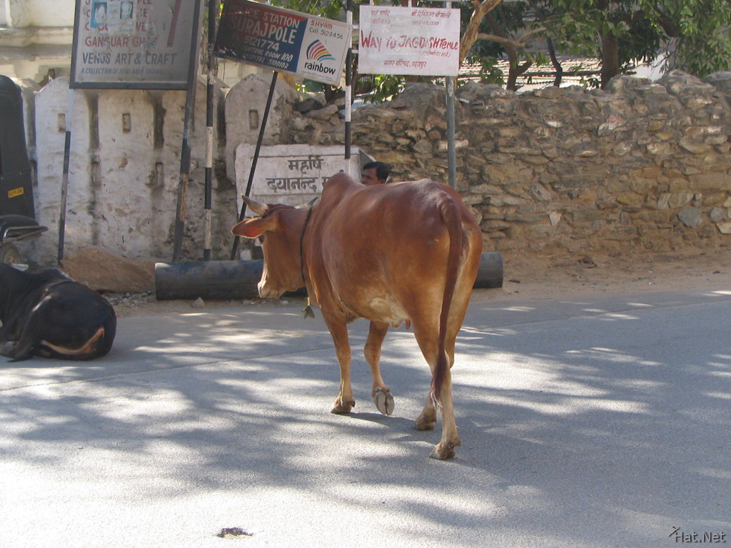 holy brown cow of udaipur