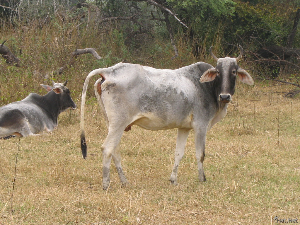 domestic cow at bharatpur