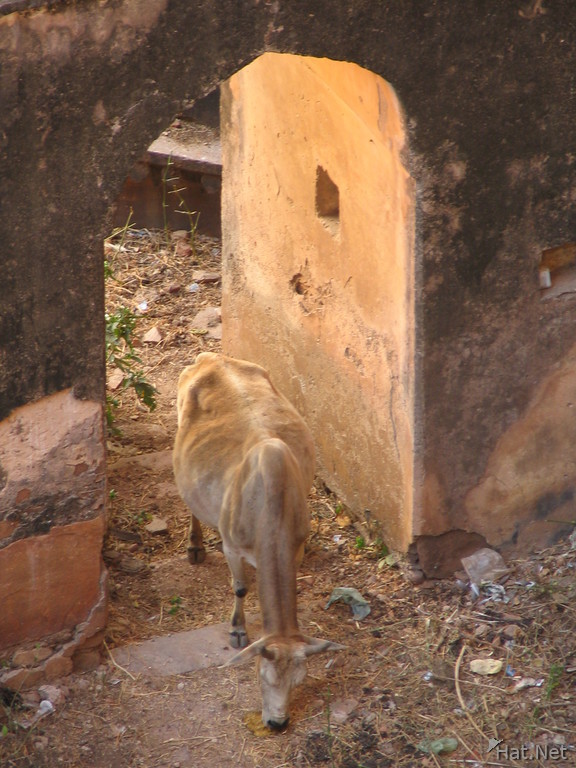 cow at chaturbhuj temple