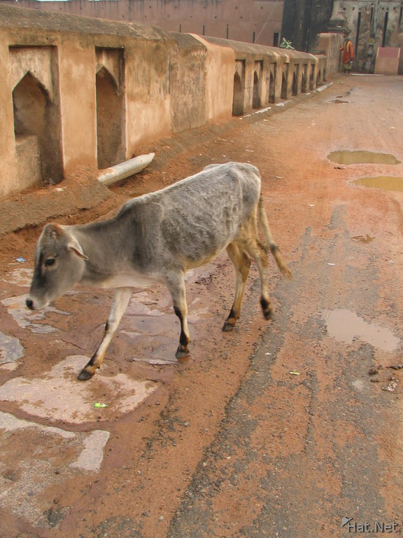 cow across orcha bridge