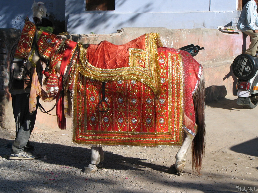 Enlarge Indian Wedding Horse Link to this image Picture size 604 x 454 