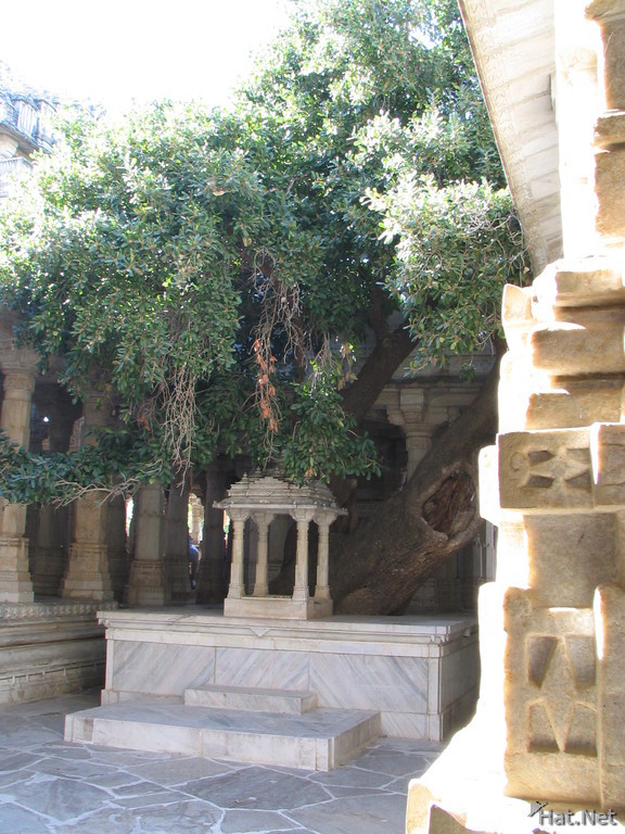 old oak tree in jain temple