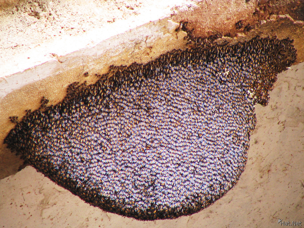 beehive at entrance to chaturbhuj temple