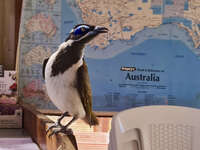 Curious Bird in Lightning Ridge 