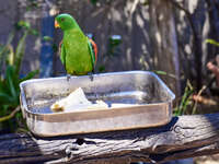 Parrot Perched on a Baking Tray 