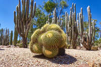 Cacti in Lightning Ridge 