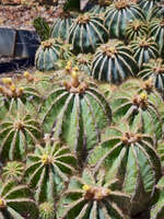 Cacti Cluster in Lightning Ridge 