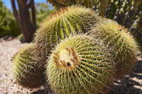Barrel Cacti in Lightning Ridge 