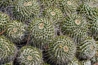 Cluster of Cacti in Lightning Ridge 