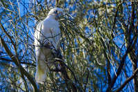 Cockatoo in a Tree 
