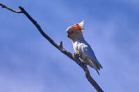 Cockatoo Perched on a Branch 