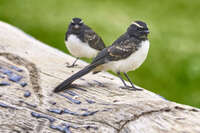 Fantails on a Log in Cobar 